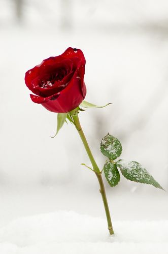 位圖 植物攝影 寫實(shí)花卉 花朵 數(shù)碼照片 免費(fèi)素材