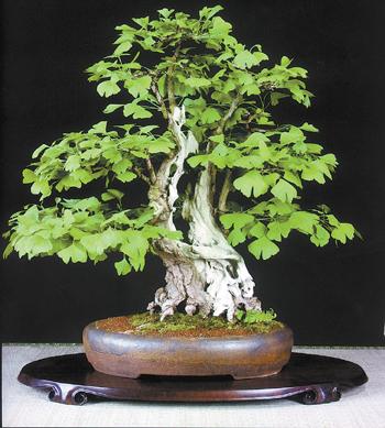 銀杏樹盆景藝術(shù)欣賞