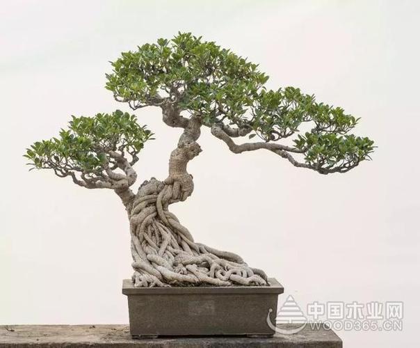 18款榕樹盆景圖片一起來欣賞榕樹造型