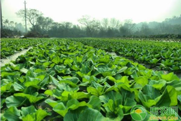 正值春季蔬菜育苗時(shí)節(jié),培育壯苗是蔬菜生產(chǎn)開頭的最關(guān)鍵環(huán)節(jié).