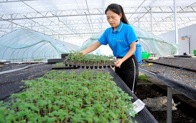 極美南京&middot;人物 | 90后"蔬菜培育家"