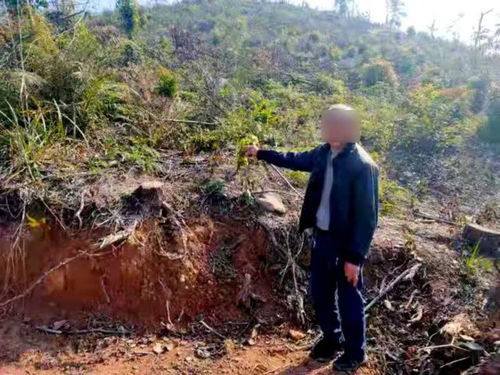 荔浦查獲3起濫伐林木案