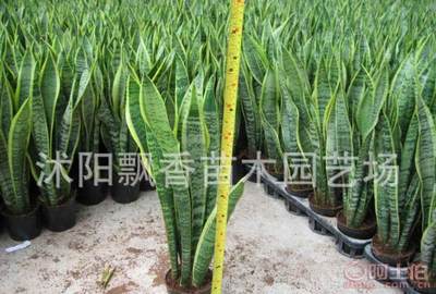 【夏陽(yáng)批發(fā)虎尾蘭虎皮蘭盆栽盆景多肉植物盆栽】沭陽(yáng)飄香苗木園藝場(chǎng)