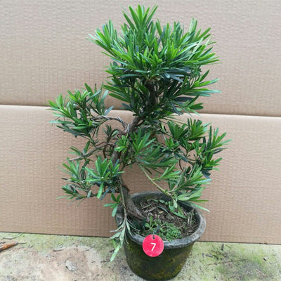 實(shí)拍羅漢松微型樹樁盆栽雀舌樹苗 推薦