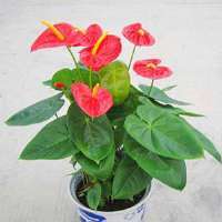 -新邵縣四季青草業(yè)園林藝術(shù)苗圃場(chǎng)