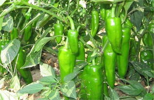 辣椒這個(gè)樣子是什么病