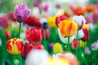 三月去哪玩 這五個地方有 醉 美春色