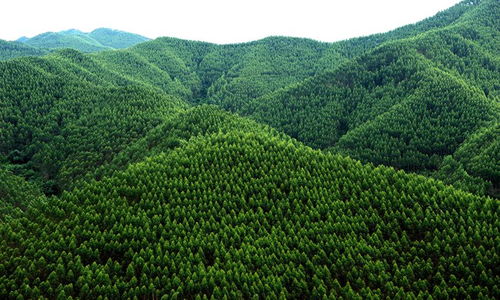 寧明縣 六個著眼 做大做強林木產業