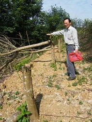 澄邁10農(nóng)戶7730株林木遭 毒手