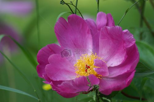 標(biāo)簽: 花朵紫色花卉自然綠色環(huán)境植物綠植花草盛開(kāi)的紫色花朵圖片盛開(kāi)