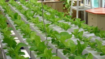 對(duì)于植物,蔬菜,花卉而言,陽(yáng)光可以用日光燈代替嗎 如果不可以,什么燈光可以最大程度代替陽(yáng)光