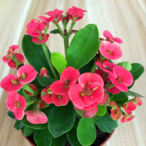 推薦虎刺梅花苗帶花四季開(kāi)花盆栽花卉