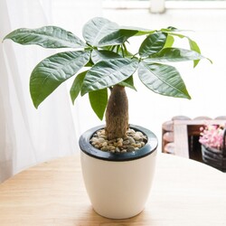 盆栽花卉圖片大全 適合室內養的盆栽花卉產品圖欣賞【15圖