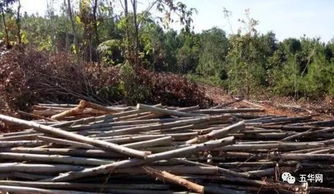 五華這6個人對山上桉樹偷偷干了這事,結(jié)果被判刑