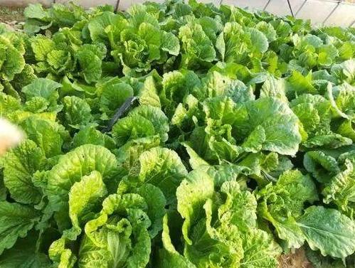 他搞生態(tài)農(nóng)業(yè),產(chǎn)品無人問津,之后免費(fèi)送蔬菜賠400多萬