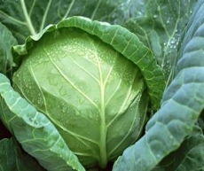 主要從事蔬菜遺傳育種及各類蔬菜品種和栽培技術的產業化開發與推廣