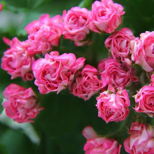 重瓣直立天竺葵花苗粉碗室內(nèi)庭院窗臺(tái)陽(yáng)臺(tái)多花勤花盆栽花卉-圖3