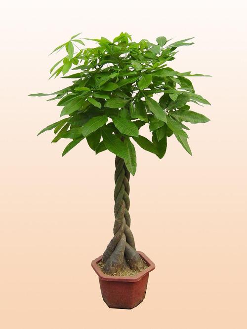 真正的發(fā)財(cái)樹圖片(真正的發(fā)財(cái)樹圖片 盆栽)