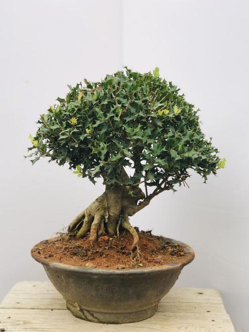 枸骨盆景 貓兒刺枸骨盆栽 桌面綠植 耐寒實物 淺灰色 帶盆栽好【圖片