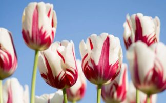 蔡禮旭 護持正法的智慧