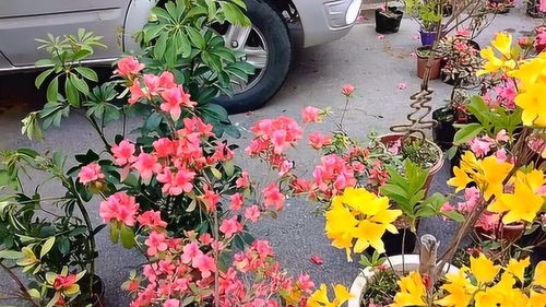 山東農村花卉市場,各種精美盆景盆栽,只要幾十塊錢一棵