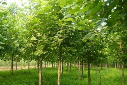 鄒城林木產品信息_找信息上鄒城百業網林木頻道