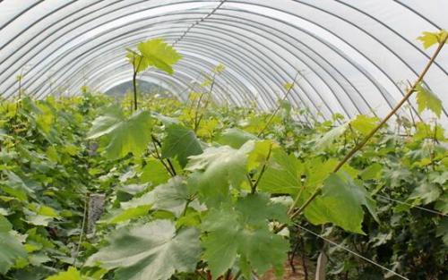 大棚蔬菜點(diǎn)花蘸花技巧