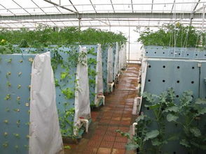 我縣首家氣霧性蔬菜栽培浙江省麗水市農(nóng)科所農(nóng)業(yè)智能化快繁中心