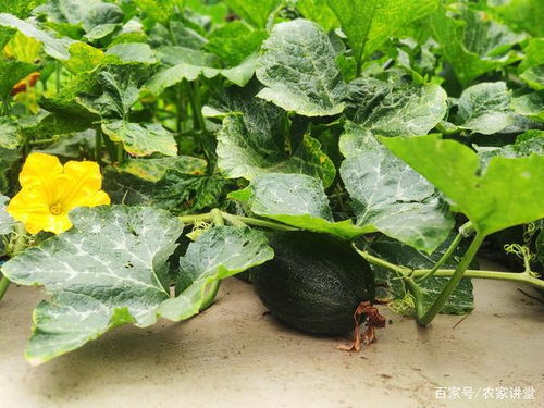 6種適合樹下栽培的蔬菜,均是市場(chǎng)的寵兒,你知道哪幾種