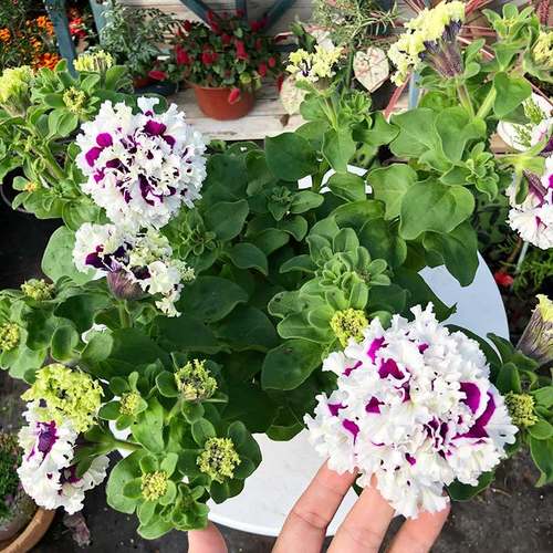 推薦垂吊盆栽陽臺花卉愛慕矮牽牛花苗