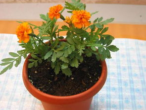 請教這花為何名