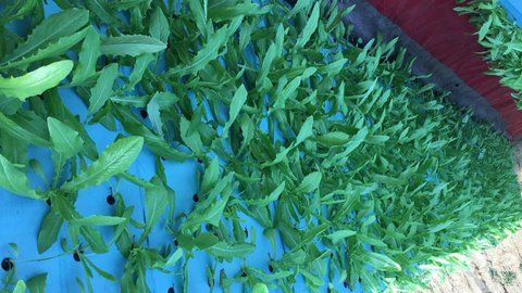 問:最近我培育的蔬菜常出現(xiàn)苦味是什么原因