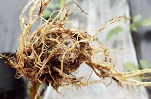 棵子養(yǎng)不壯 蔬菜產(chǎn)量低