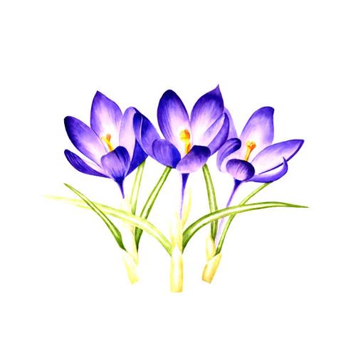 位圖 植物 寫(xiě)意花卉 花朵 免費(fèi)素材