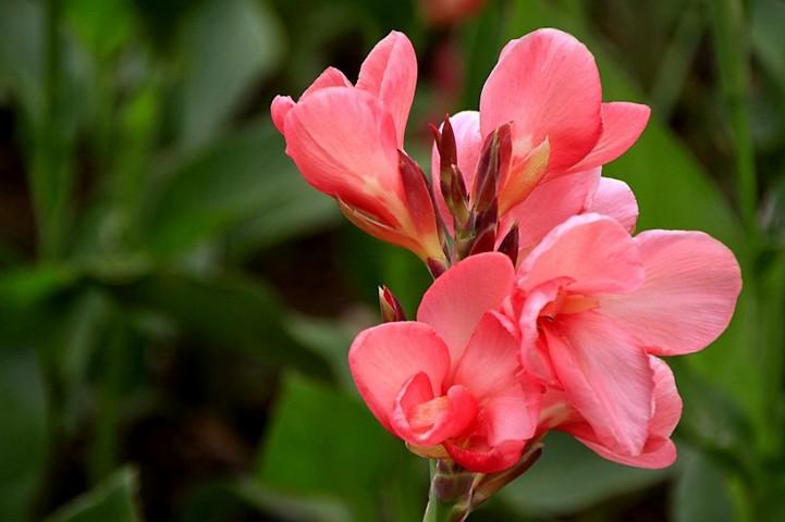 唯美花卉高清美人蕉花特寫(xiě)圖片分享