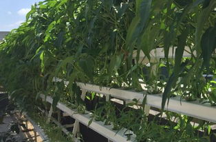 無(wú)土栽培蔬菜 土流網(wǎng)