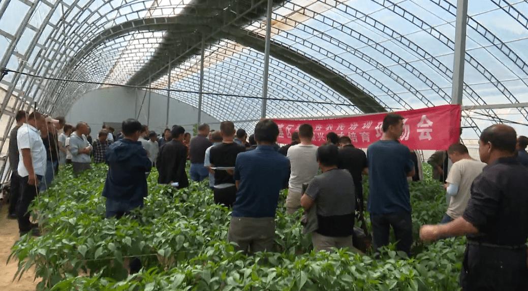 區(qū)蔬菜技術(shù)服務(wù)中心召開普及性農(nóng)民培訓(xùn)暨鄉(xiāng)村振興人才培育現(xiàn)場會