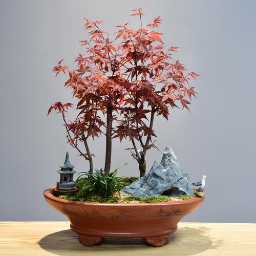 盤景植物室內(nèi)盆景