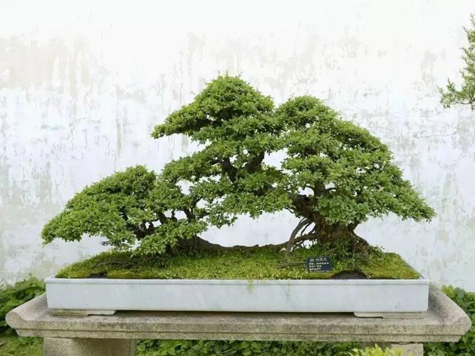 雀梅盆景圖片雀梅盆景養(yǎng)護(hù)與管理方法