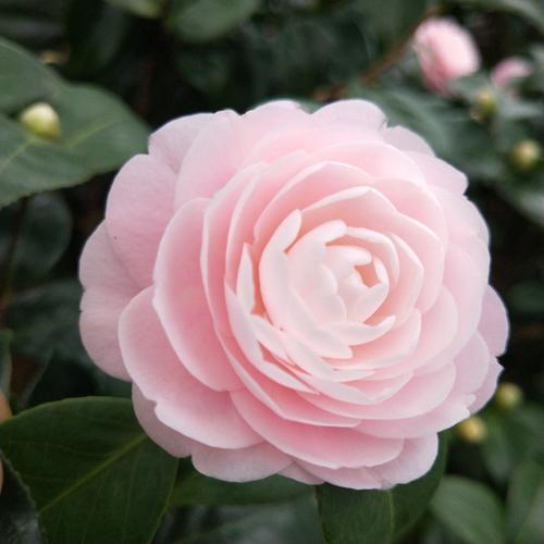 宮粉小桃紅山茶花苗 盆栽室內(nèi)綠植花卉客廳陽(yáng)臺(tái)花苗植物 正品包郵_不