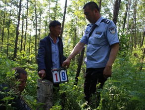 吉林灣溝森林公安分局破獲盜伐林木案