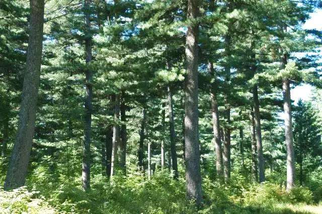 進(jìn)口紅松種子 紅果松種子 松樹(shù)種子 林木種子 陽(yáng)臺(tái)庭院盆栽種子