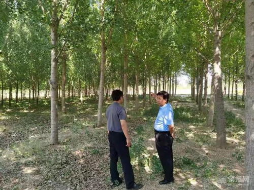 陽(yáng)信15135畝林木通過(guò)FSC FM認(rèn)證