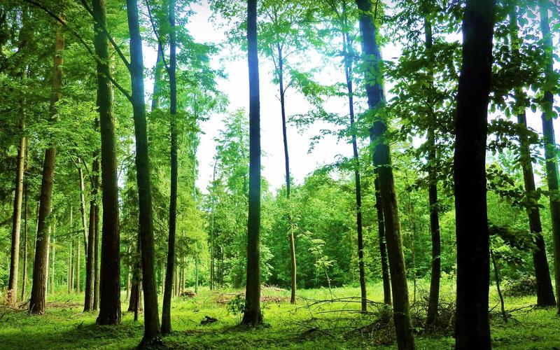 夏季景觀(guān),綠色,森林,林木,眩光 壁紙 - 2560x1600