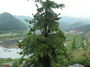 福建新增3處國(guó)家重點(diǎn)林木良種基地 一起看看都是哪