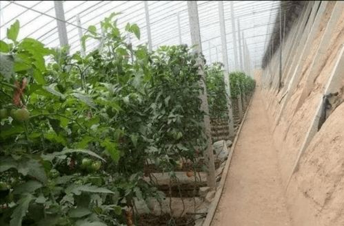 全省首批 寶雞僅三家 金河鎮(zhèn)獲評(píng)陜西省公共文化服務(wù)高質(zhì)量發(fā)展示范鎮(zhèn)