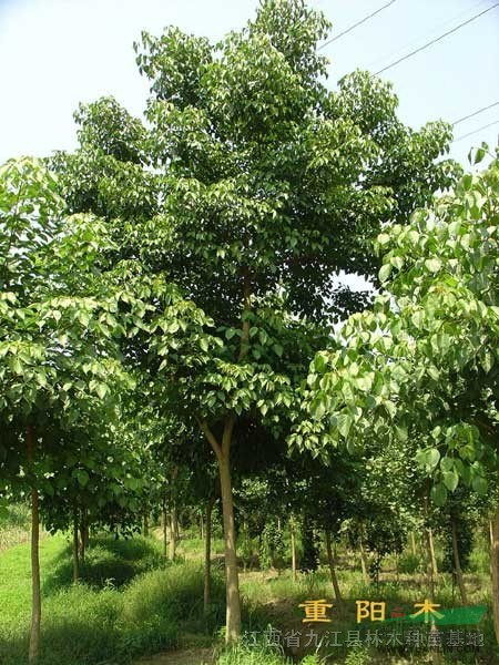 九江縣軍發(fā)林木種苗場(chǎng)