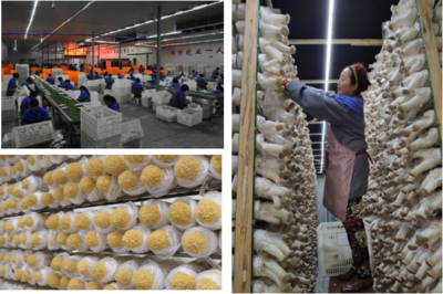 縣現代農業(yè)示范區(qū)推進產業(yè)規(guī)模發(fā)展