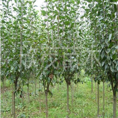 林木種子 基地綠化苗木批發(fā) 西府海棠苗 速生海棠規(guī)格齊全 量大優(yōu)惠-沭陽(yáng)縣新河鎮(zhèn)欣茂苗木園藝場(chǎng)提供林木種子 基地綠化苗木批發(fā) 西府海棠苗 速生海棠規(guī)格齊全 量大優(yōu)惠的相關(guān)介紹、產(chǎn)品、服務(wù)、圖片、價(jià)格沭陽(yáng)縣新河鎮(zhèn)欣茂苗木園藝場(chǎng)、苗木、工程苗、綠化小苗、果樹(shù)苗、草坪皮、地被植物、喬木、灌木、西府海棠、櫻花小苗、園藝工具、花盆