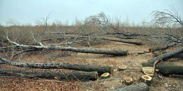 毀林開(kāi)荒一百畝如何處罰